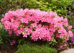 Rhododendron Rosebud / Törpe japán azálea